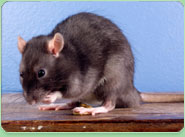 rat control Hendon