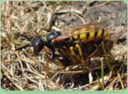 wasp control Hendon
